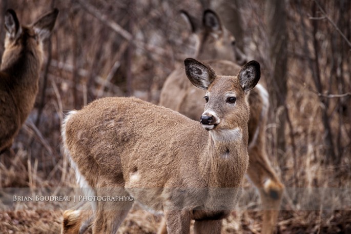 deer