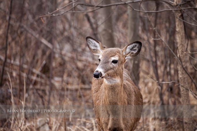deer