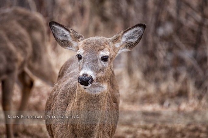 Deer