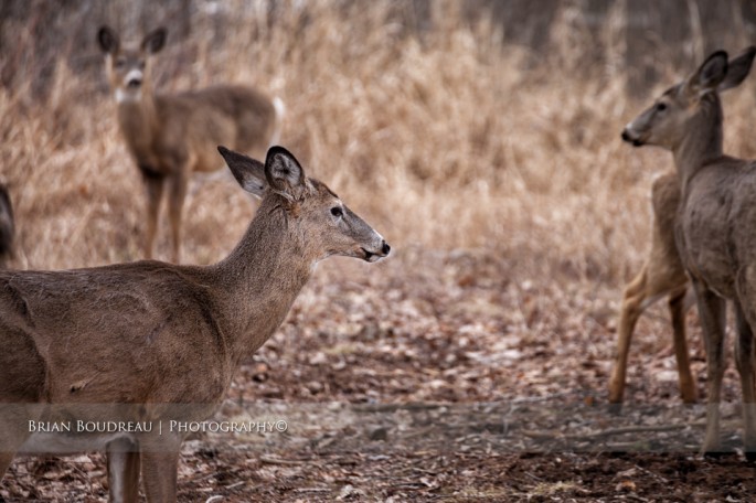deer