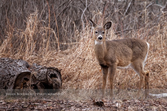 deer