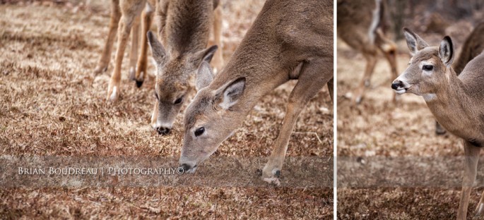 Deer