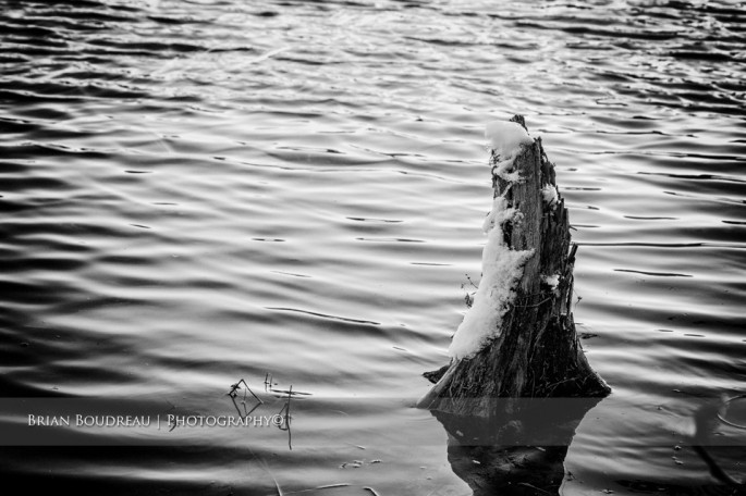 Old-Stump-